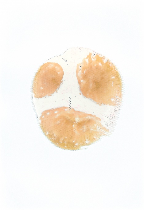 Hlava