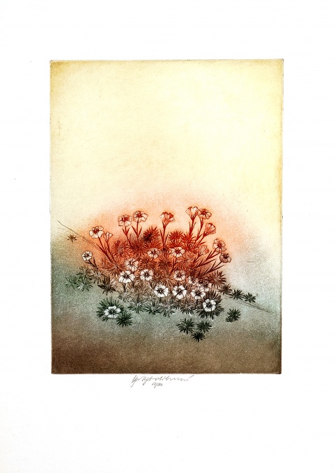 Saxifraga burseriana
