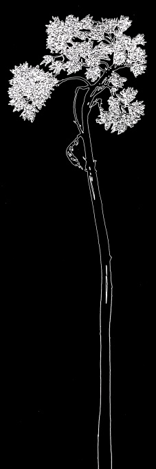 Strom