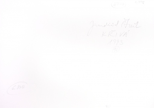 Křivá