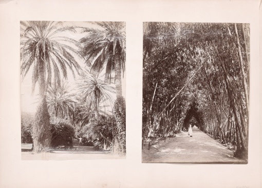 Nice, Jardin de la Palmiers, Jardin des bambous