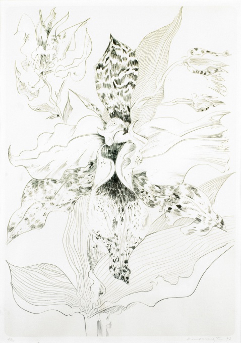 Orchidea Cotloya