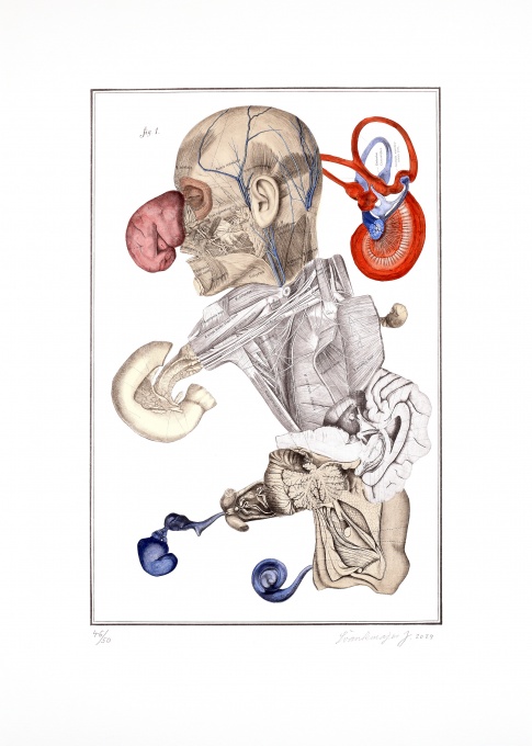 Nesoustavná anatomie