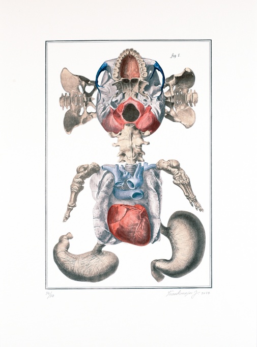 Nesoustavná anatomie
