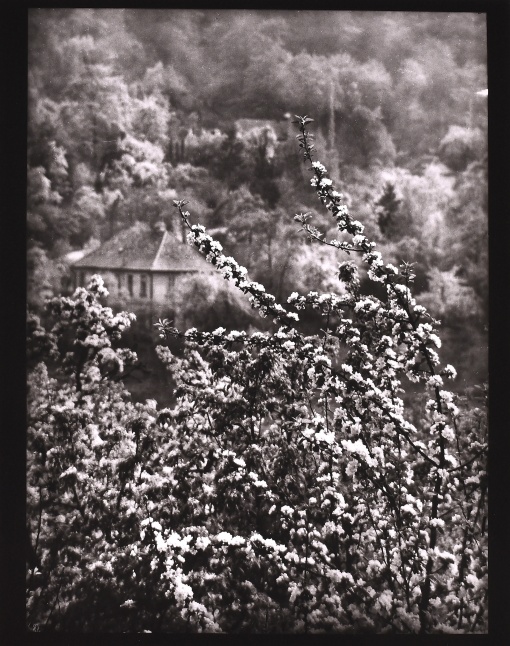 Z cyklu Procházky, Pohled na jaro z naší ulice