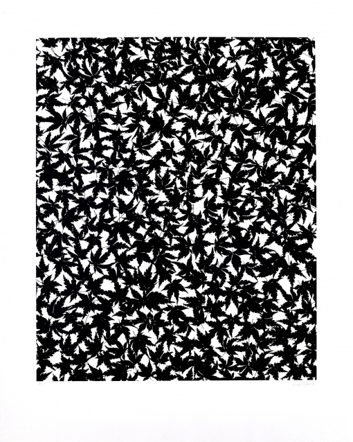 Listy čínského javoru, 2 ks