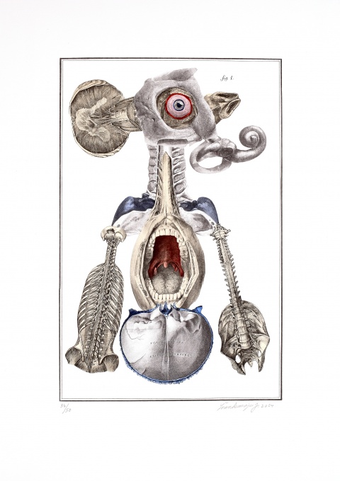 Nesoustavná anatomie