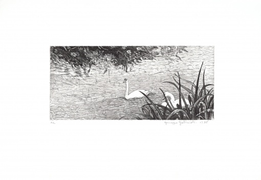 Labutě tiše plují