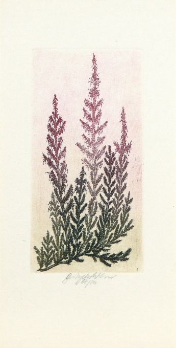 Vřes