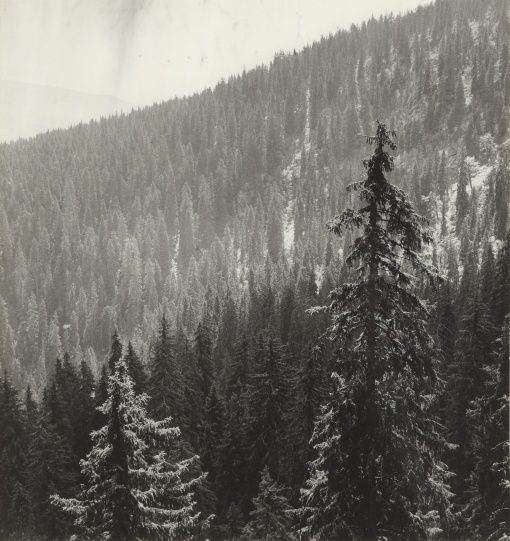 Krkonoše