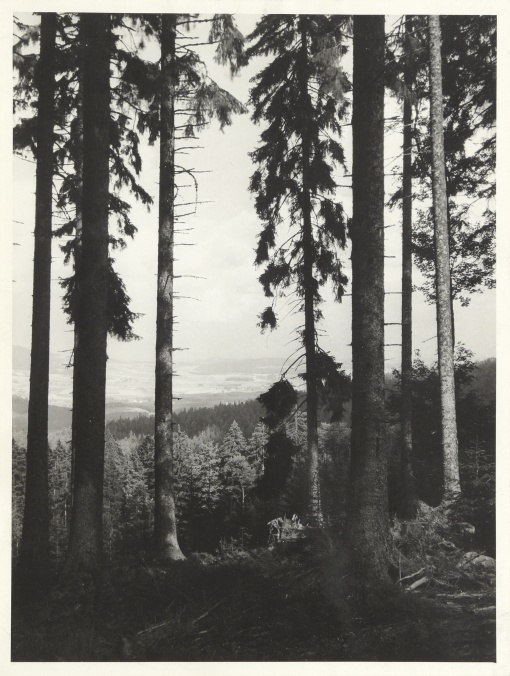 Krkonoše
