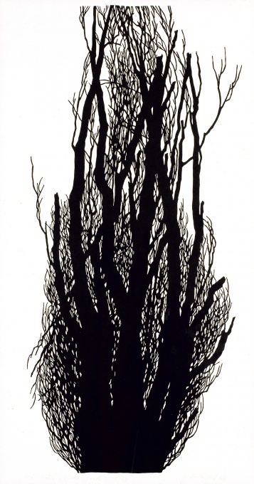 Starý topol