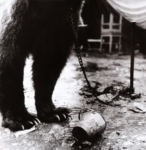 Cirkus