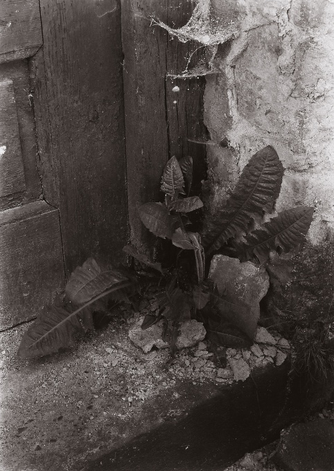 Pampeliška