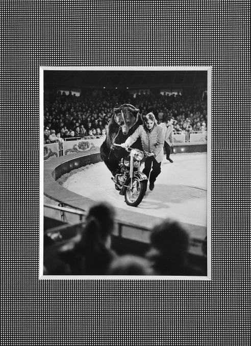 Cirkus Humberto