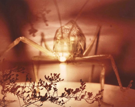 Monstrum
