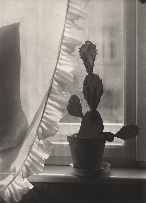 Kaktus na okně