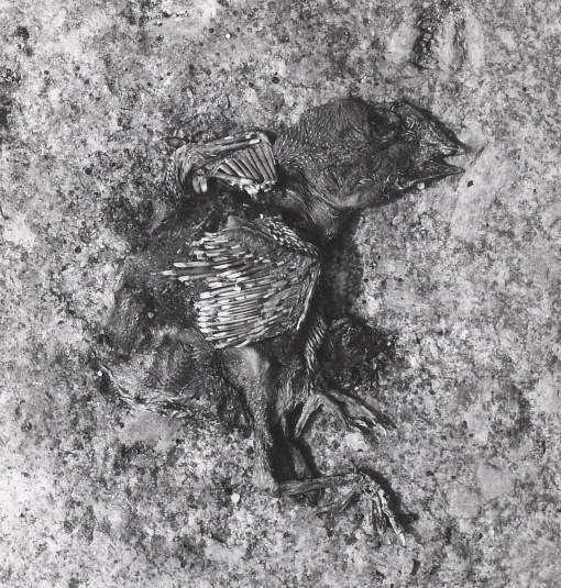Fénix