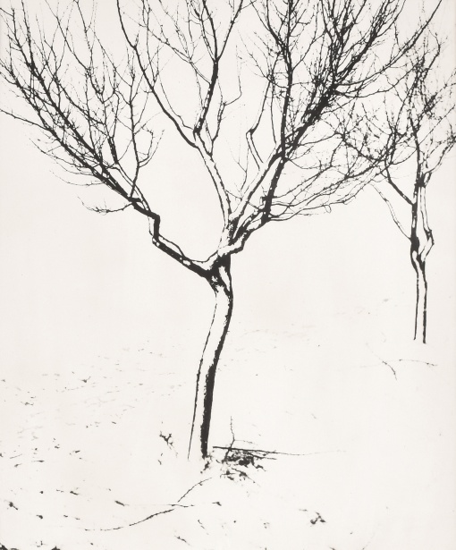 Zima stromů