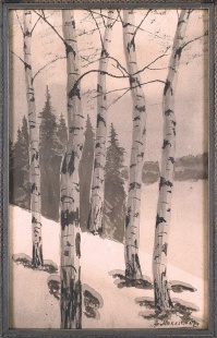 Betula Pendula