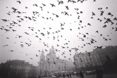 Hejno ptáků nad Staroměstským náměstím