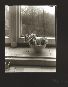Květiny na okně