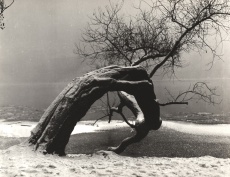 Starý strom v zimě II.