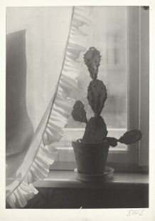 Kaktus na okně