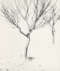 Zima stromů