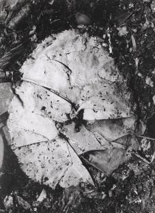 Struktura I.