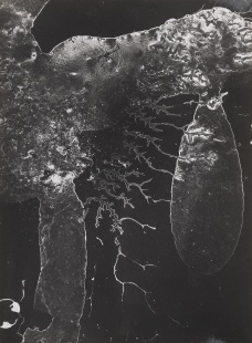 Struktura IV.