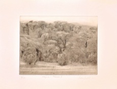 Krajina v Provence I.