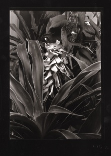 Z botanické zahrady