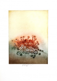 Saxifraga burseriana