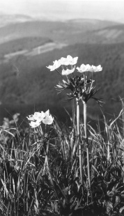 Sasanka narcisokvětá, Krkonoše