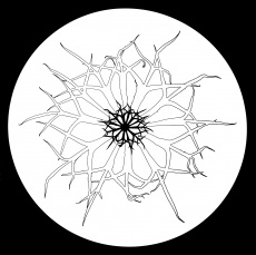 Strom