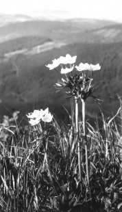 Sasanka Narcisokvětá, Krkonoše