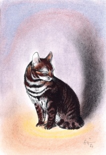 Kočka domácí