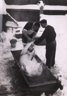 And of a Pig