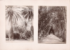Nice, Jardin de la Palmiers, Jardin des bambous