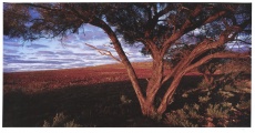 Krajina, Image of Australia