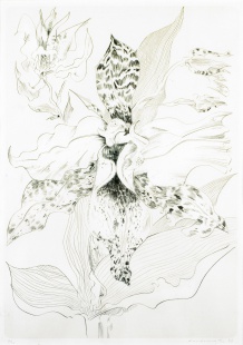 Orchidea Cotloya