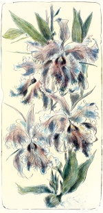 Orchidea