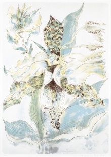 Orchidea Cotloya