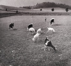 Pastva
