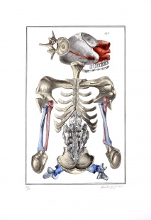 Nesoustavná anatomie