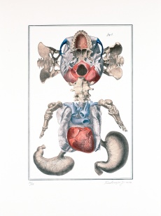 Nesoustavná anatomie