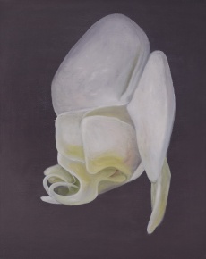 Bílá orchidea