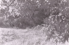 Světlo