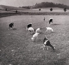 Pastva